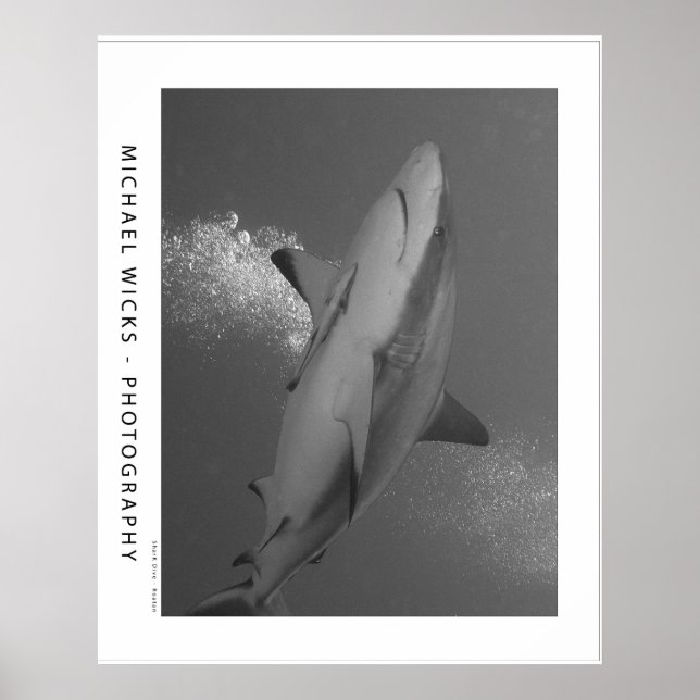 Black Tip Reef Shark Poster (Framsidan)