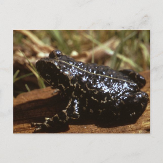 Black Toad Vykort (Framsida)