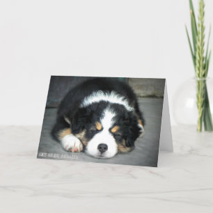 Black Tri Australian shepherd-hälsningskort Kort