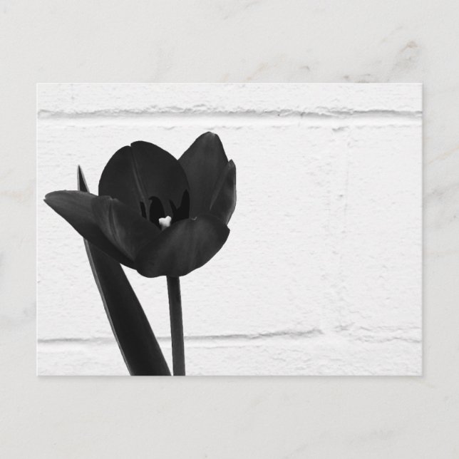 Black Tulip | Vykort (Framsida)