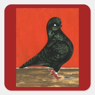 Black Tumbler Pigeon Watercolor Fyrkantigt Klistermärke