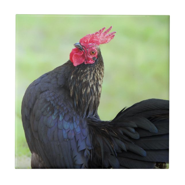 Black Tupp Kakelplatta (Framsidan)
