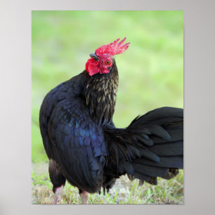 Black Tupp Poster
