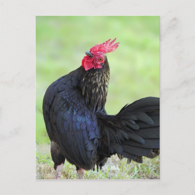 Black Tupp Vykort (Framsida)