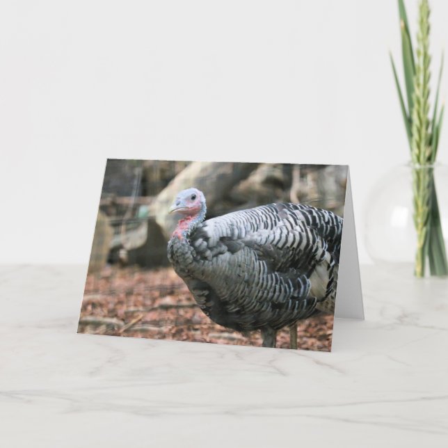 Black Turkey Kort (Framsida)