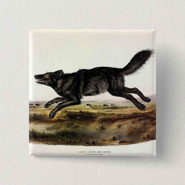 Black Varg, eller Black American Varg (Canis Lupus Knapp (Framsida)