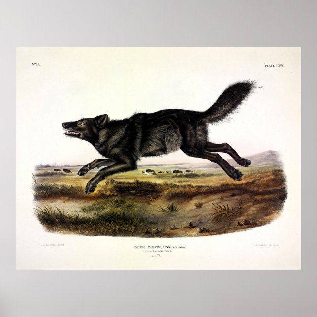 Black Varg, eller Black American Varg (Canis Lupus Poster (Framsidan)