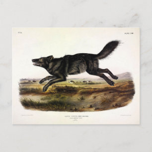 Black Varg, eller Black American Varg (Canis Lupus Vykort