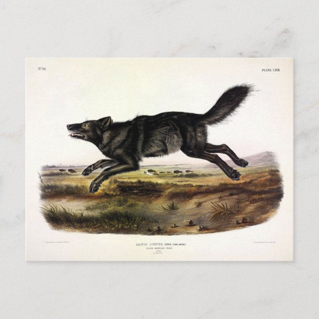 Black Varg, eller Black American Varg (Canis Lupus Vykort (Framsida)