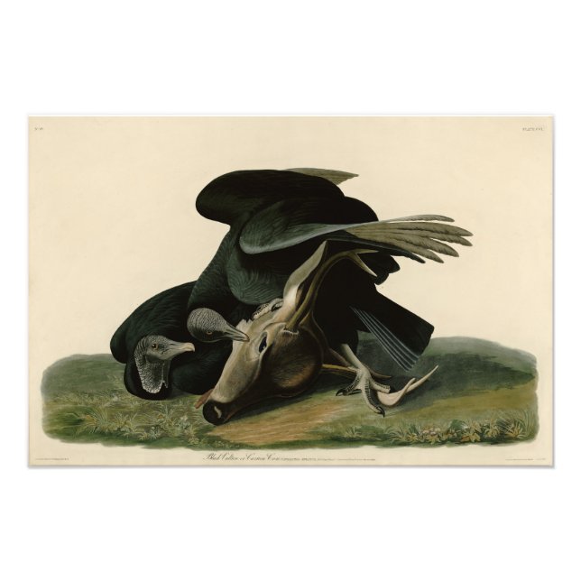 Black Vculture, från Audubon's Birds of America Fototryck (Framsidan)