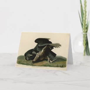 Black Vculture, från Audubon's Birds of America Kort