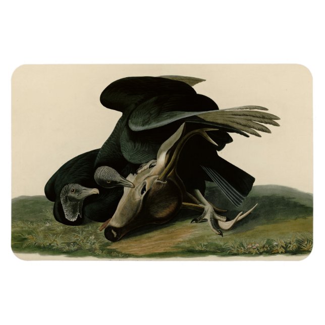 Black Vculture, från Audubon's Birds of America Magnet (Horisontell)
