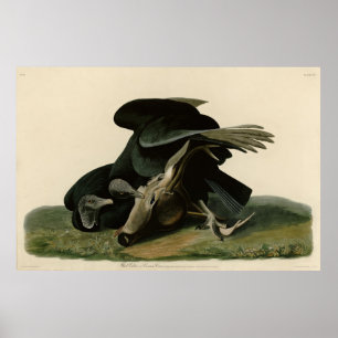 Black Vculture, från Audubon's Birds of America Poster
