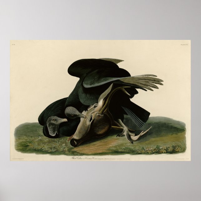 Black Vculture, från Audubon's Birds of America Poster (Framsidan)
