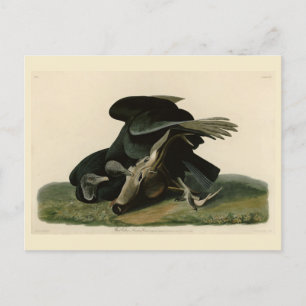 Black Vculture, från Audubon's Birds of America Vykort