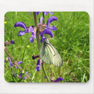 Black Veed White Butterfly Musmatta