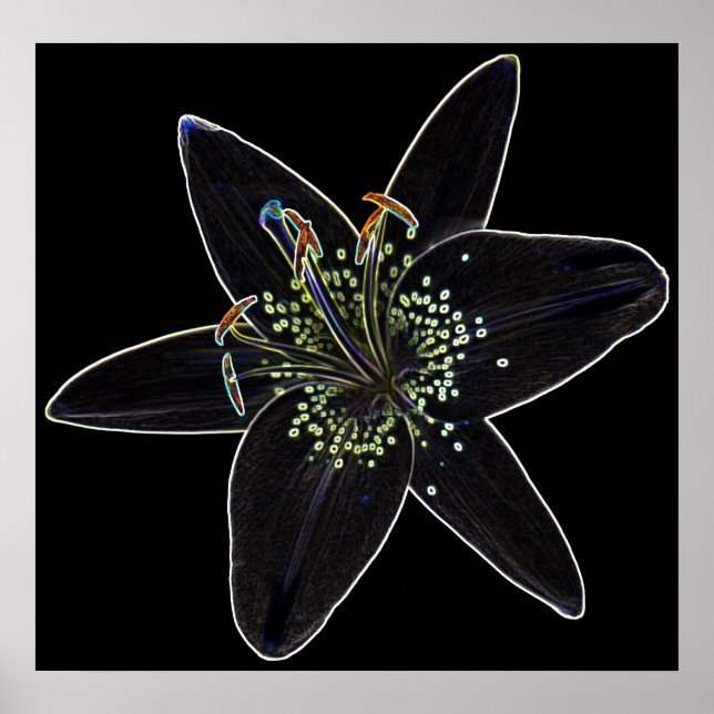Black-Velvet Lily Poster (Framsidan)