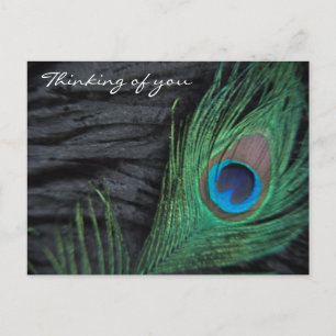 Black Velvet Peacock Feather Fortfarande foto Vykort