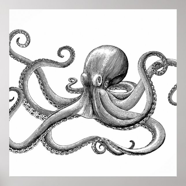 Black Vintage Octopus Scientific Illustration Poster (Framsidan)