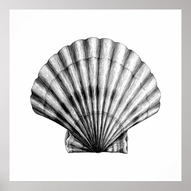 Black Vintage SeaShell Pilgrim Mussel Illustration Poster (Framsidan)