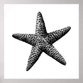Black Vintage Seastar Scientific Illustration Poster