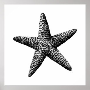Black Vintage Seastar Scientific Illustration Poster