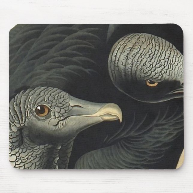 Black Vultures, John James Audubon Musmatta (Framsidan)