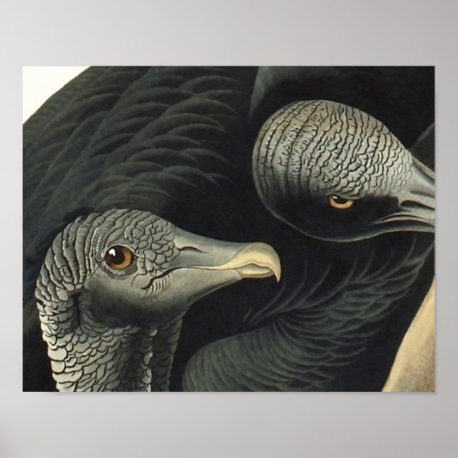 Black Vultures, John James Audubon Poster (Framsidan)