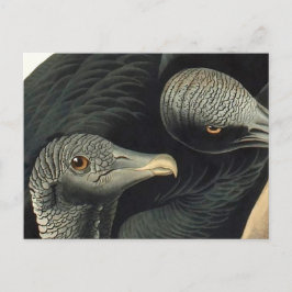 Black Vultures, John James Audubon Vykort
