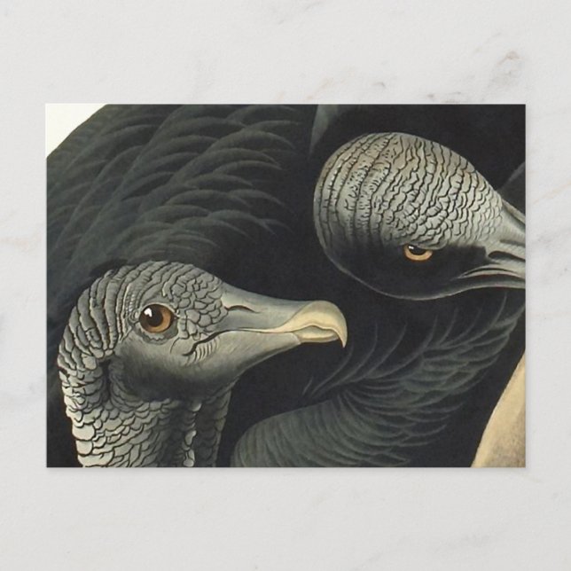 Black Vultures, John James Audubon Vykort (Framsida)
