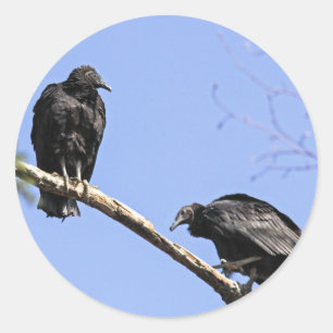 Black Vultures Runt Klistermärke