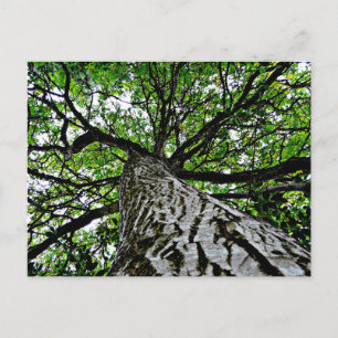 Black Walnut Trunk och Grenar Vykort