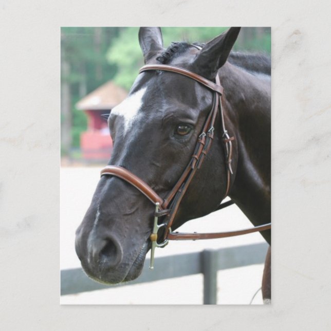 Black Warmblod Postcard Vykort (Framsida)