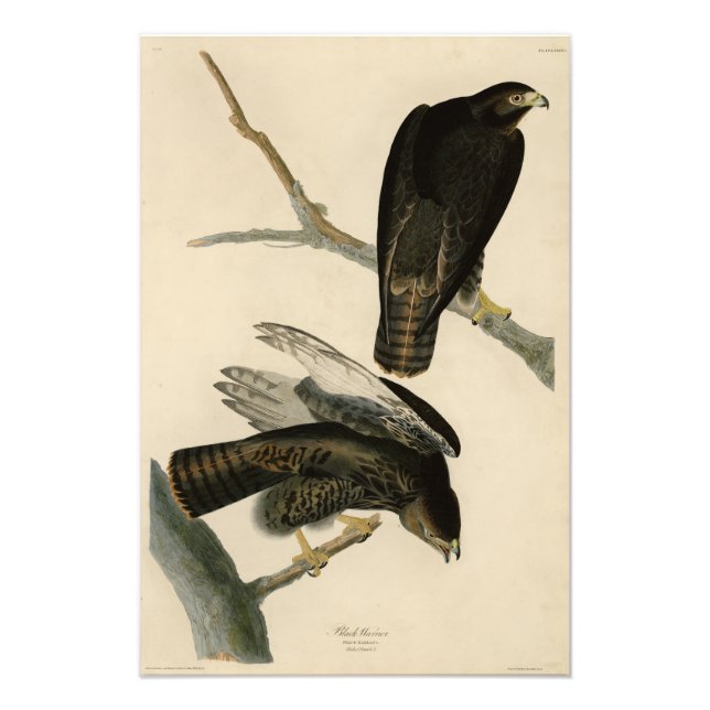 Black Warrior (rödskalig Hawk) från Audubon Birds Fototryck (Framsidan)