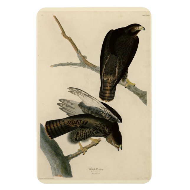 Black Warrior (rödskalig Hawk) från Audubon Birds Magnet (Vertikal)