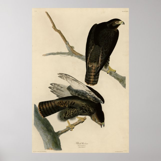 Black Warrior (rödskalig Hawk) från Audubon Birds Poster (Framsidan)