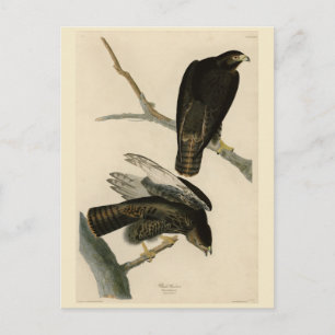 Black Warrior (rödskalig Hawk) från Audubon Birds Vykort