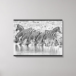 Black White African Zebra Grouping Wrapped Canvas