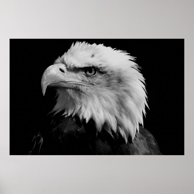 Black & White American Bald Eagl Poster (Framsidan)