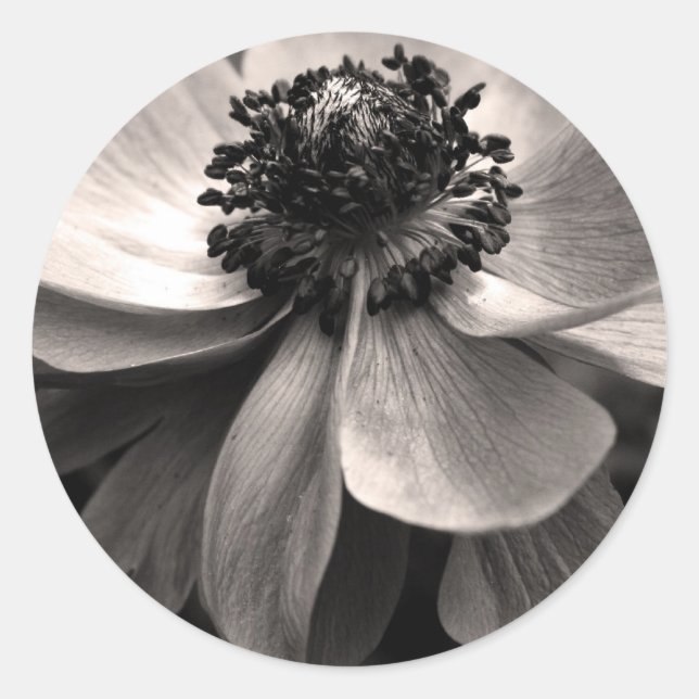 Black White Anemone Sympathy Round Sticker Runt Klistermärke (Framsida)