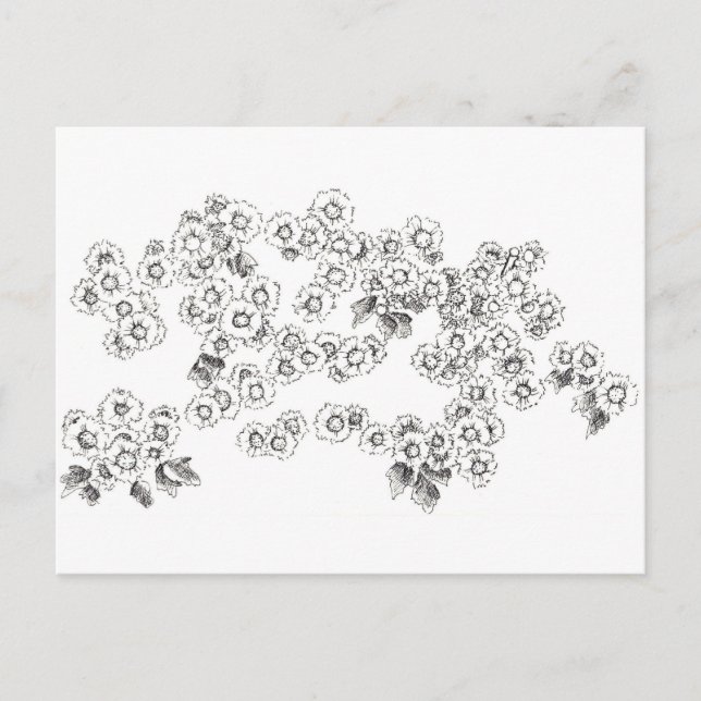 Black White Asters Pen och Bläck Flowers Vykort (Framsida)