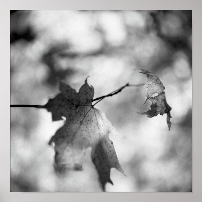 Black & White Autumn Wonderland Poster (Framsidan)