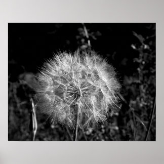 Black & White Big Bright Dandelion 16 x 20 Poster