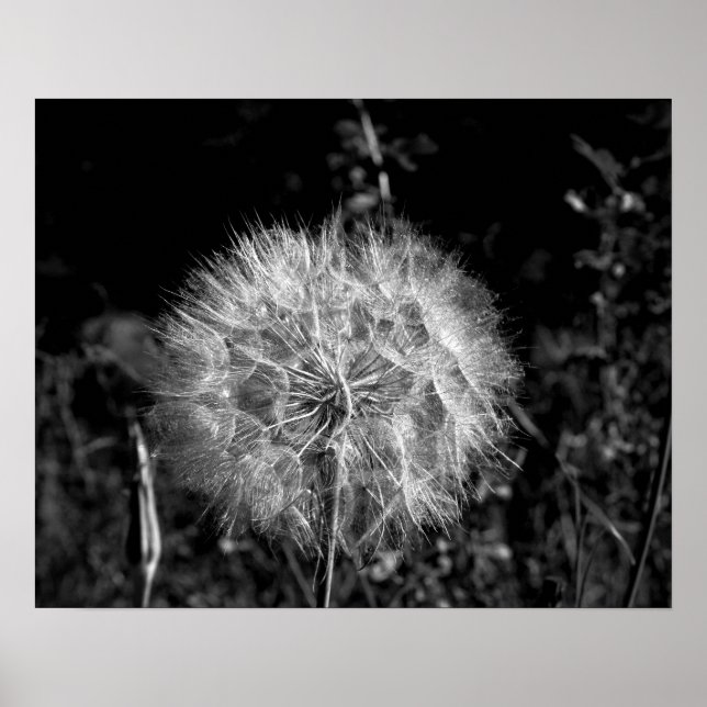 Black & White Big Bright Dandelion 16 x 20 Poster (Framsidan)