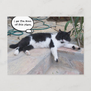 BLACK WHITE BIG TURKISH CAT I HANS GARDEN VYKORT
