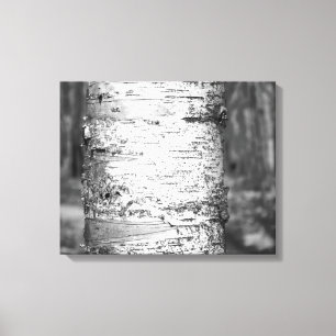 Black & White Birch Träd Trunk Birch Bark 16 x 20 Canvastryck