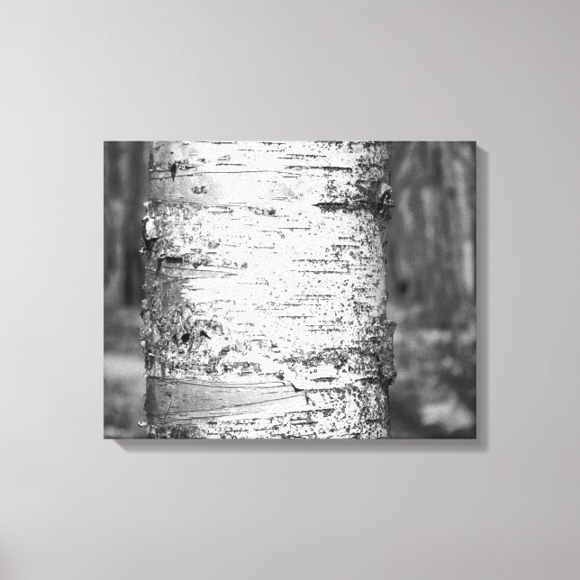Black & White Birch Träd Trunk Birch Bark 16 x 20 Canvastryck (Framsida)