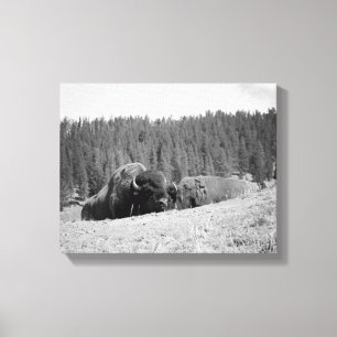 Black & White Bison Bull med sin port 11 x 14 Canvastryck