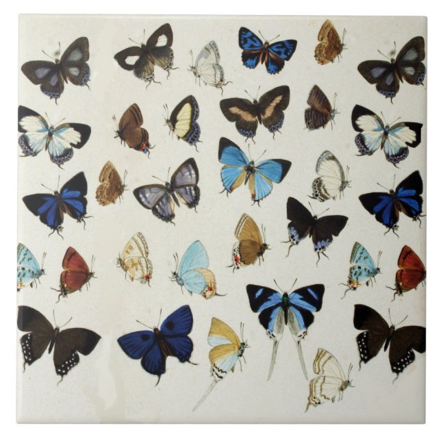 BLACK WHITE BLUE BUTTERFLIES Beauty Nature Älskare Kakelplatta (Framsidan)