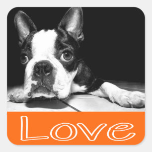 Black & White Boston Terrier Puppy Hund Sticker Fyrkantigt Klistermärke